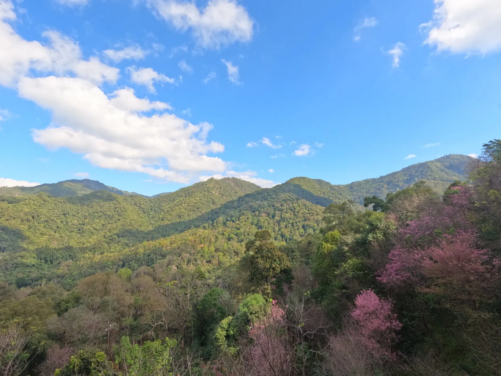 Pink blossoms scattered across forested mountains in the afternoon light