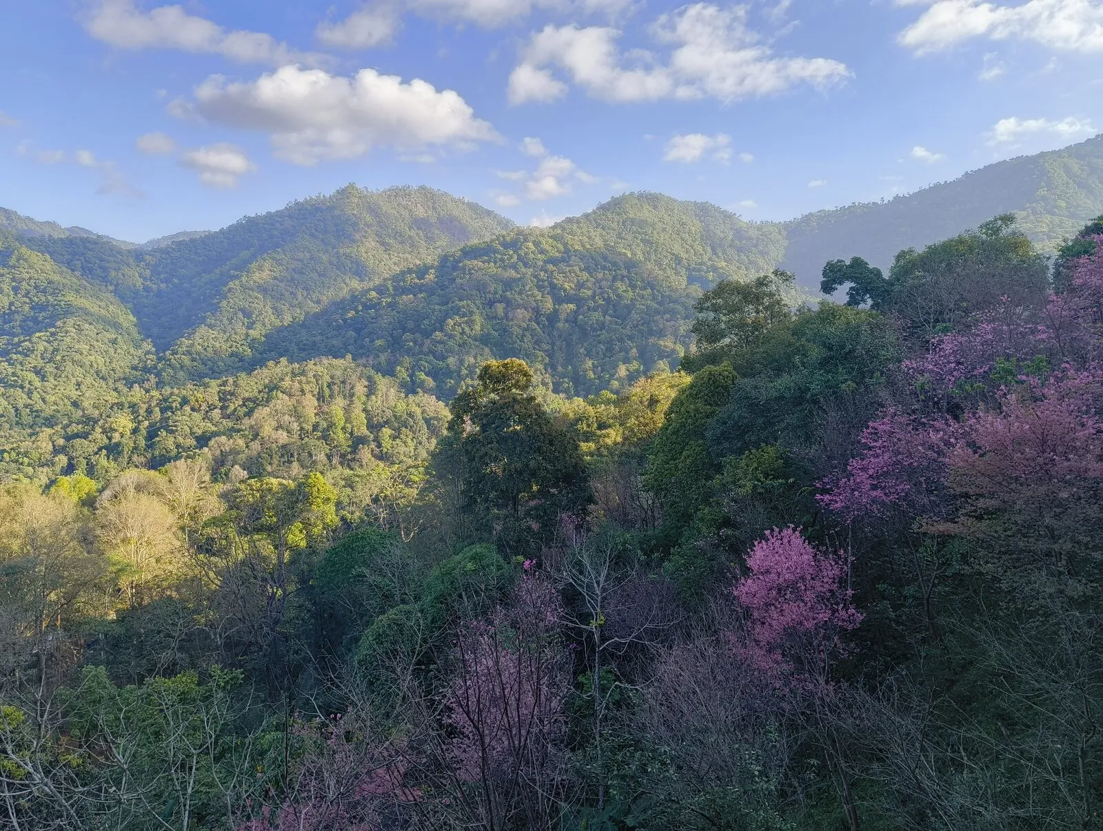 Forested mountains with scattered pink blossoms under a blue sky, seen from a hillside cafe