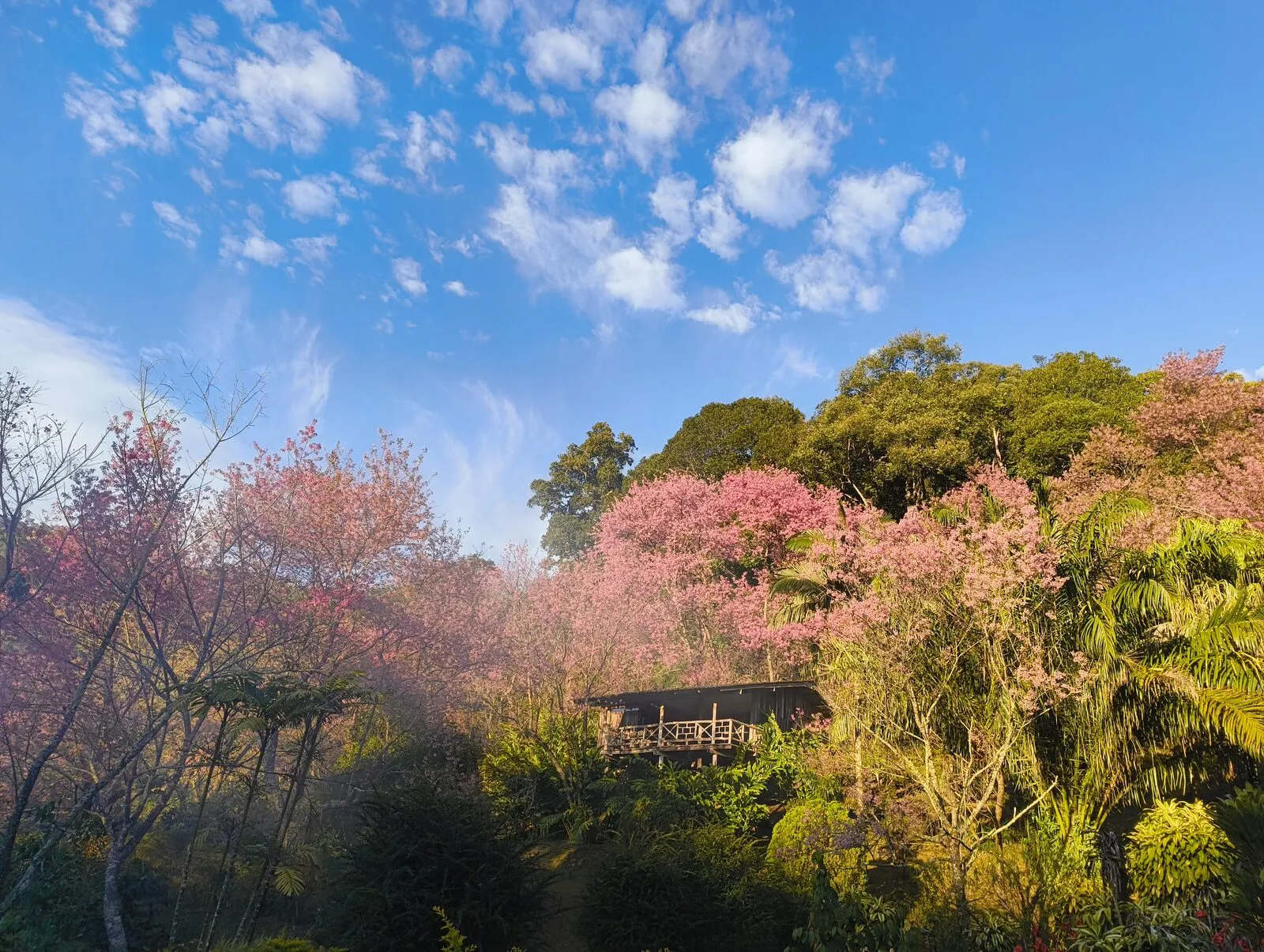 Pink cherry blossoms against a blue sky above a hillside village