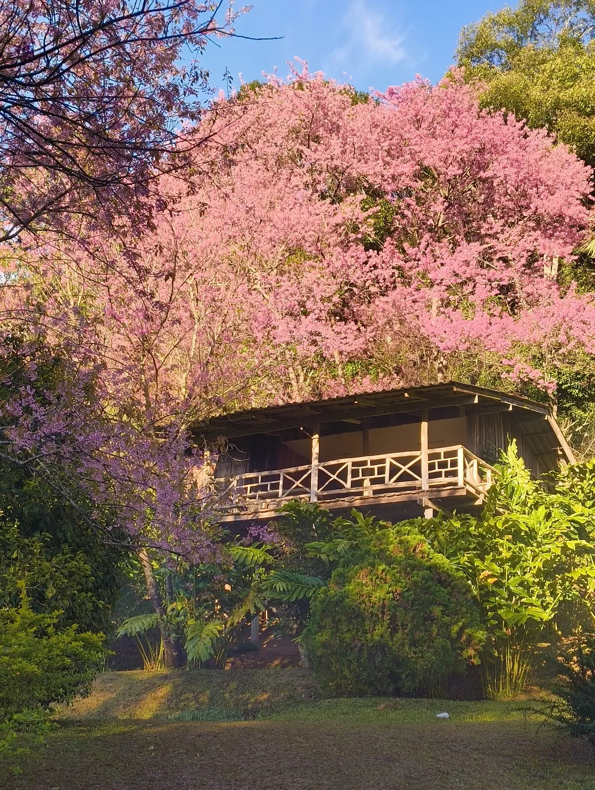 A wooden house framed by a flowering pink cherry tree