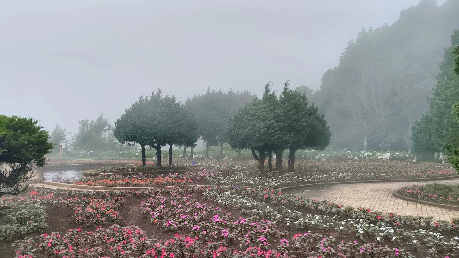 A flower garden with clipped trees fading into thick cloud