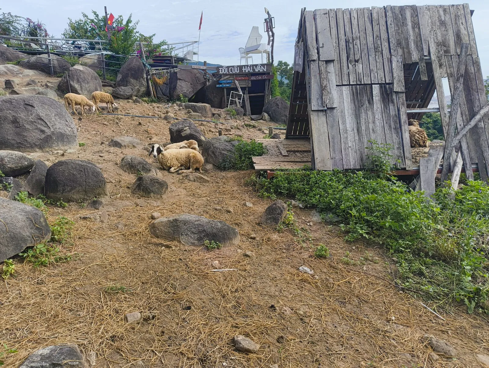 Goats and a wooden shack on a rocky hillside